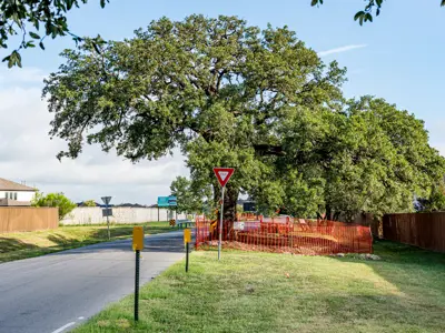 A large live oak tree, very near a road, stands in the sunlight with orange construction fencing surrounding it as it prepares for relocation.