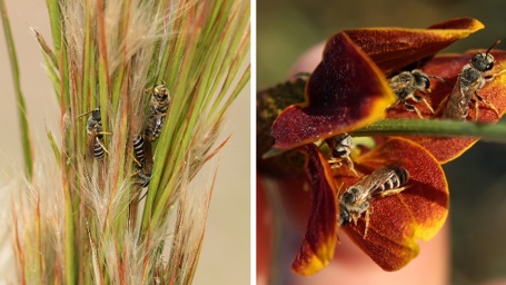 Ligated furrow bees sheltering in bushy bluestem (left) and beneath an upright prairie coneflower (right).