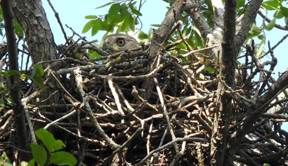 A bird in a nest

Description automatically generated with medium confidence
