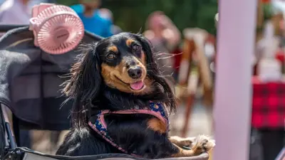 A picture of a long-haired black and brown weiner dog sitting in a children's stroller with a pink, portable fan behind her. 