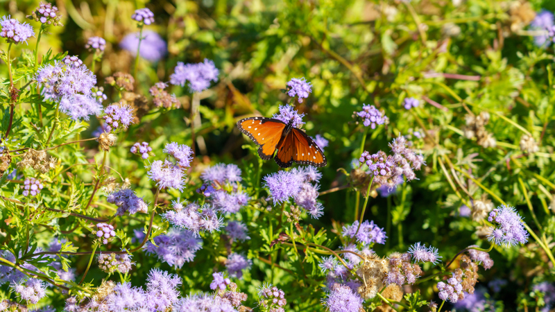 Butterfly on Flowers