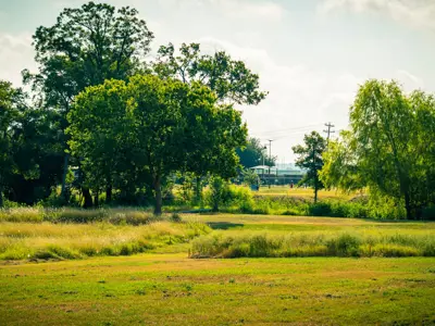 Photo of a green leaved trees, tall grass and short grass at Steeplechase Park in Kyle, TX.