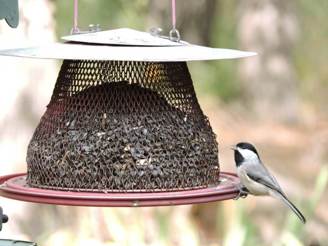 A bird on a bird feeder

AI-generated content may be incorrect.